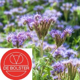 Biologische Phacelia Groenbemester