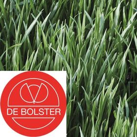 Biologische Winterrogge - Groenbemester