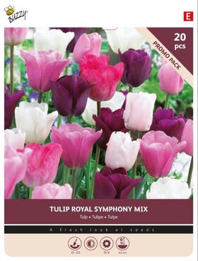 Bulbes de Tulipes 'Royal Symphony' 20st.