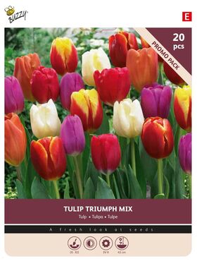 Bulbes à Fleurs Tulipe Triuph Mixture