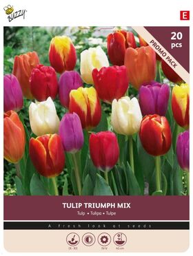 Bulbes de Tulipes 'Triumph Mix' 20st.