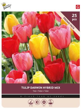 Bulbes de Tulipes 'Darwin Mixture' 25st.