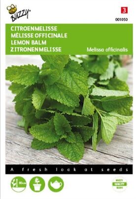 Mélisse Officinale