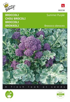Chou Brocoli Summer Purple
