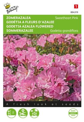 Godétia a Fleurs d'azalee 'Sweet Heart Pink'