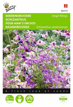 Graines de Schizanthus