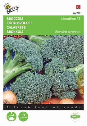 Graines de Brocoli hybride F1