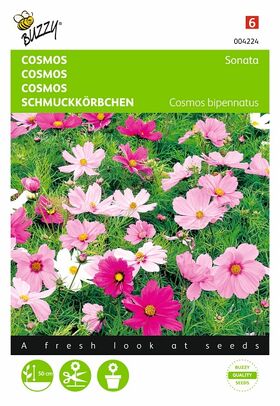 Graines de Cosmos