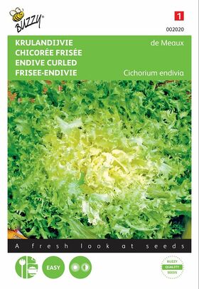 Graines de Chicorée Frisée de Meaux