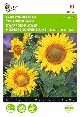 Graines de fleurs Tournesol Nain Sunspot