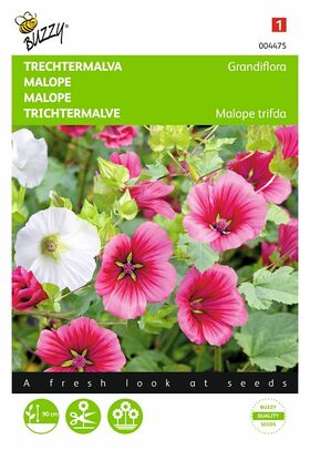 Graines de Fleurs Malope