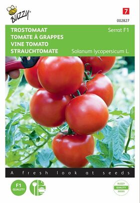 Graines de Tomate À Grappes