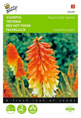 Graines de fleurs Tritoma