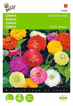 Graines de Zinnia à Fleur de Dahlia