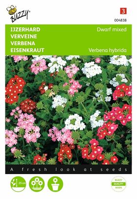 Graines de Fleurs Verveine Naine