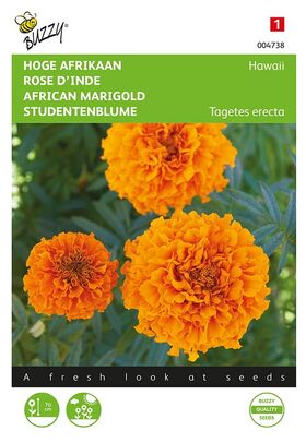 Rose D'Inde Hawaii Orange