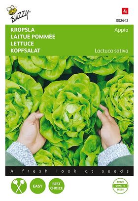 Laitue Appia