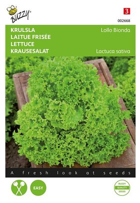 Laitue Frisée Lollo Bionda