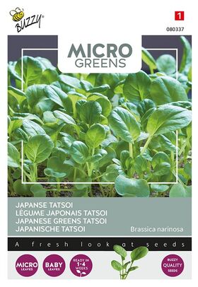 Microgreens Légume japonais Tatsoi