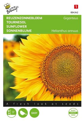 Tournesol Géant