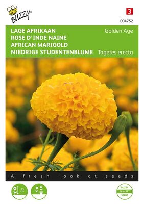 Rose D'Inde Naine Golden Age