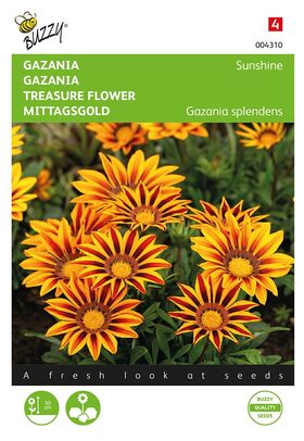 Gazania Sunshine