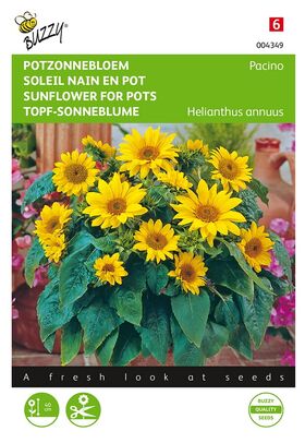 Soleil Nain en Pot Pacino