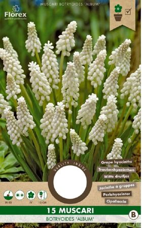 Muscari Blanc