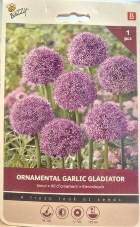 Bulbe Ail d'ornement Violet XXL