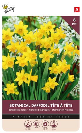 Narcis Bulbes à Fleurs Jaune Tête-à-Tête