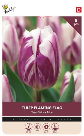 Tulpen Bloembollen Flaming Flag