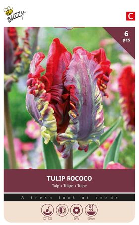 Tulpen Bloembollen Rococo