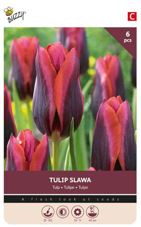 Bulbes à Fleurs Tulipe Violet Slawa