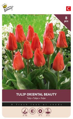 Bulbes à Fleurs Tulipe Rouge Orriental Beauty