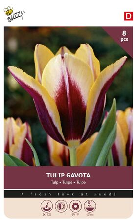 Tulipe Triumph Gavota
