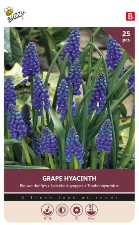Blauwe Druifjes bloembollen Grape Hyacinth