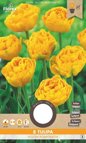 Tulpen bloembollen Yellow Pomponette