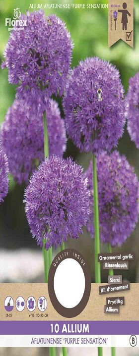 Allium Bloembollen Paars Sensation